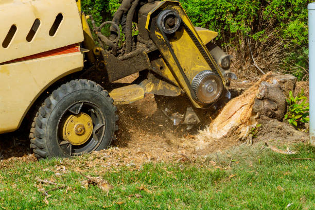 Best Stump Grinding and Removal  in Middletown, VA