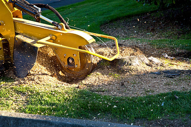 Best Palm Tree Trimming  in Middletown, VA